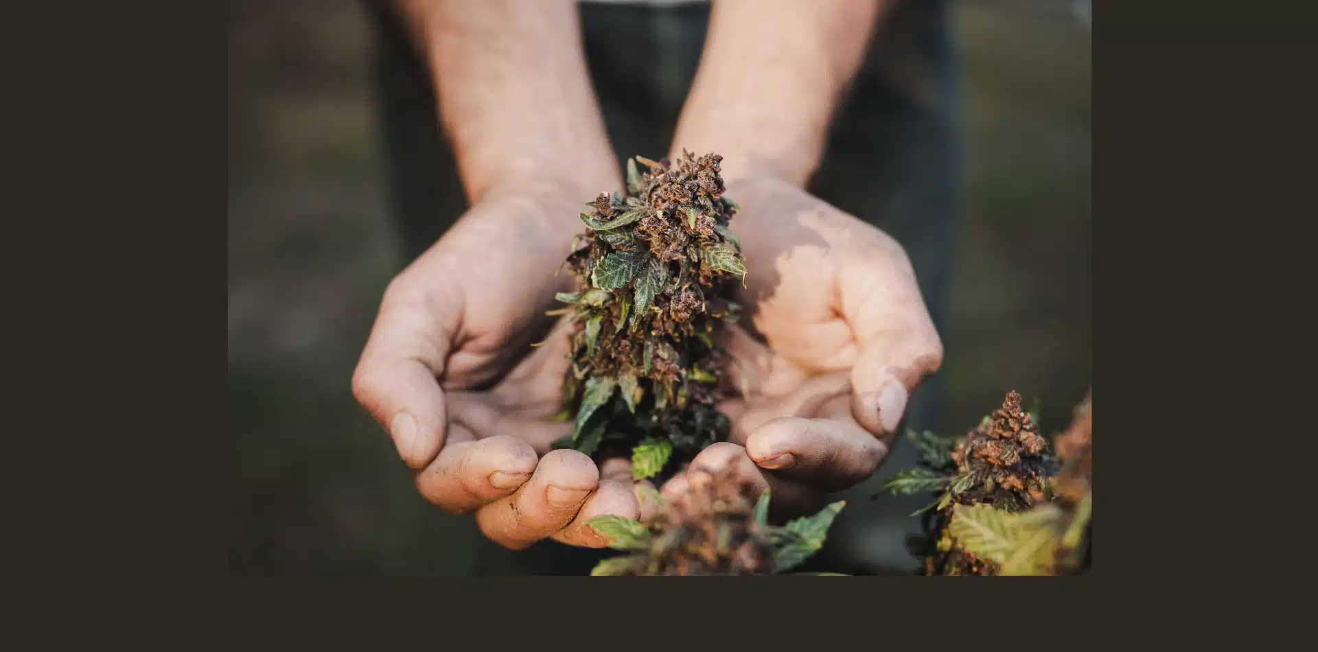 The Case for THCA and Other Minor Cannabinoids