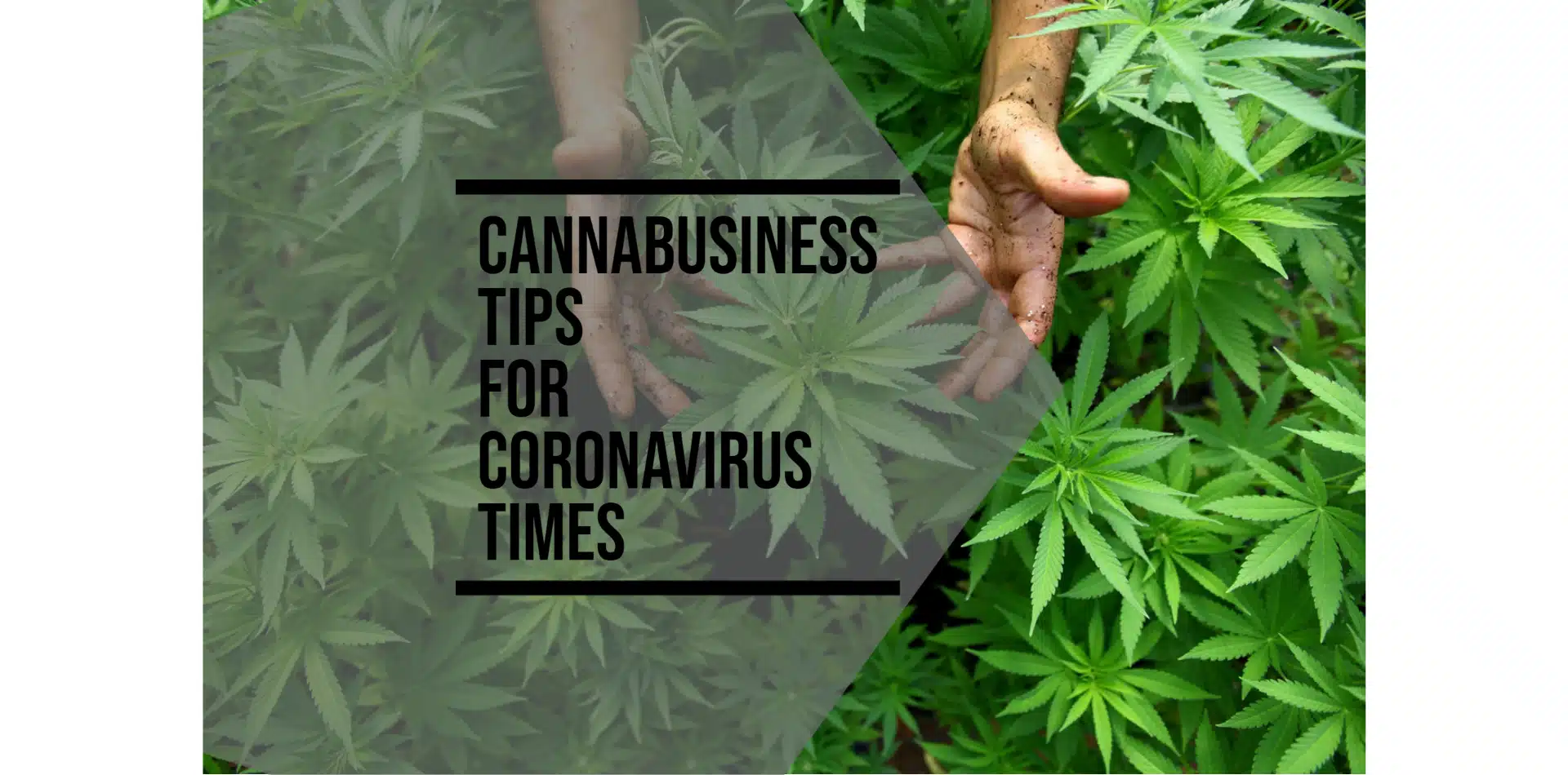 CannaBusiness Tips For Coronavirus Times