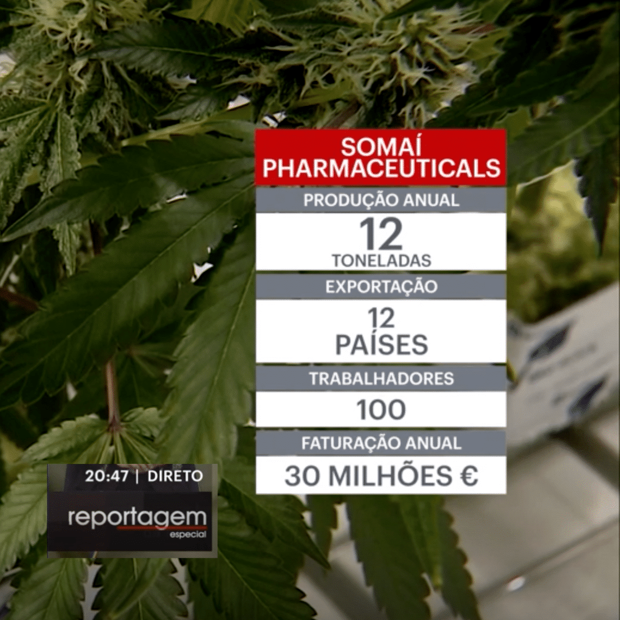 “Portugal está a estabelecer-se como um centro de cultivo e produção de canábis medicinal na Europa” – Michael Sassano, SOMAÍ Pharmaceuticals